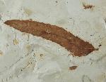 Myrica lignitum (UNGER 1847) & Daphnogene polymorpha ETTINGSHAUSEN 1851 - Bild © FossNet FossilienStore